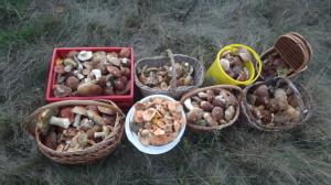 cogumelos-russos